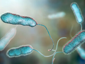 what is legionella – Legionella pneumophila bacterium