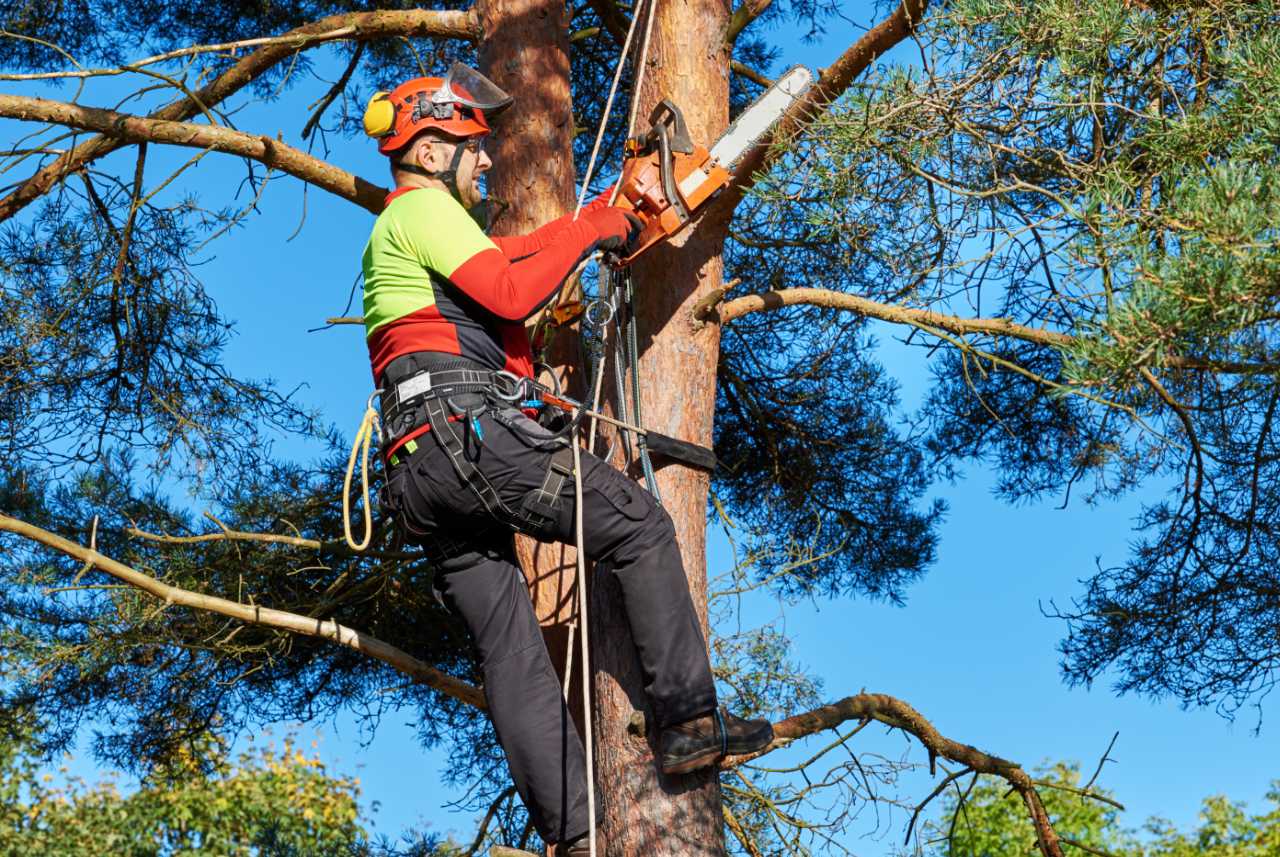 working at height safely – Lumberjack with saw and harness climbing a tree