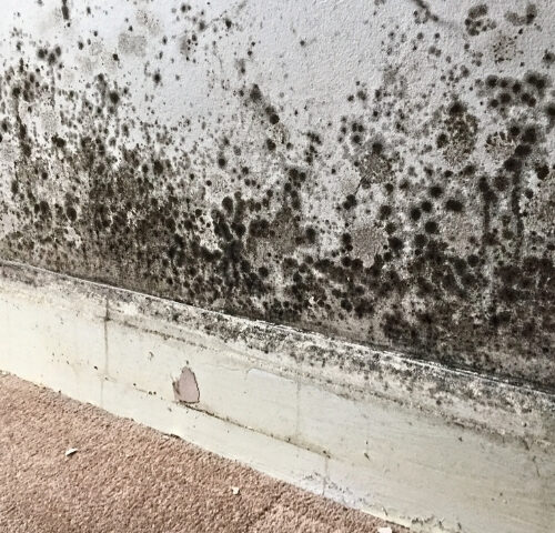 Awaab's Law thumbnail