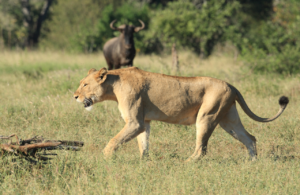 A lion walking past a buffalo to illustrate the concept of near miss