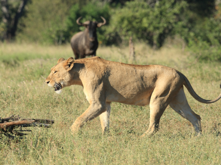 A lion walking past a buffalo to illustrate the concept of near miss